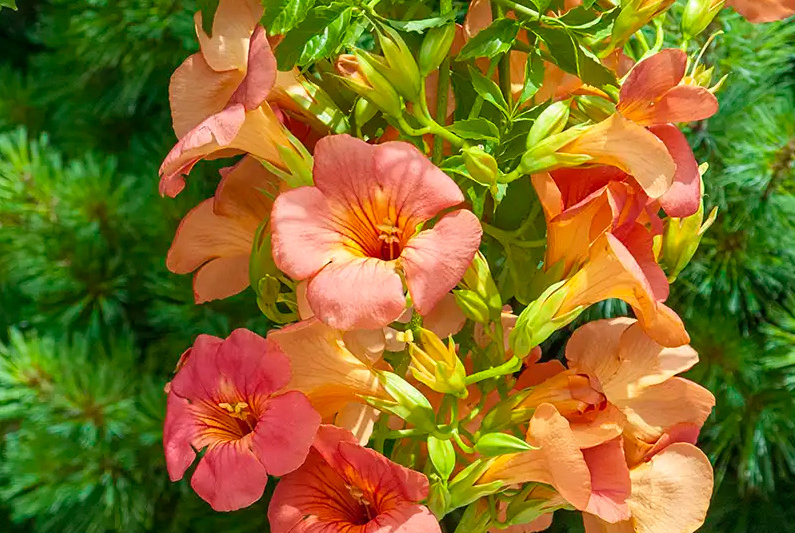 Trumpet Vine