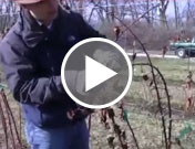 Bareroot Strawberry Plant Video