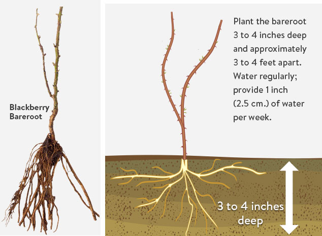 Blackberry Growth Habits