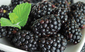 Blackberries