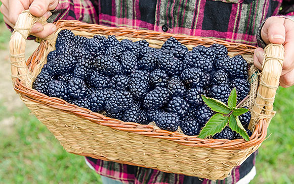 Blackberries