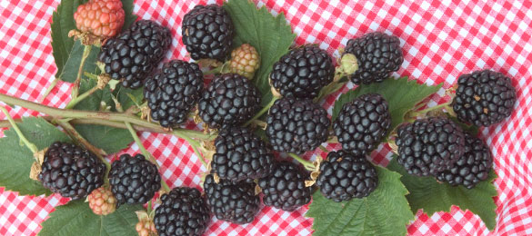 Blackberries