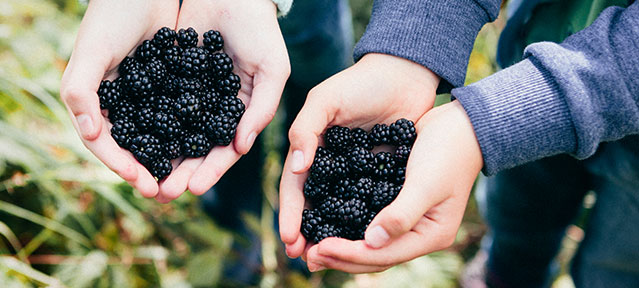 Blackberries