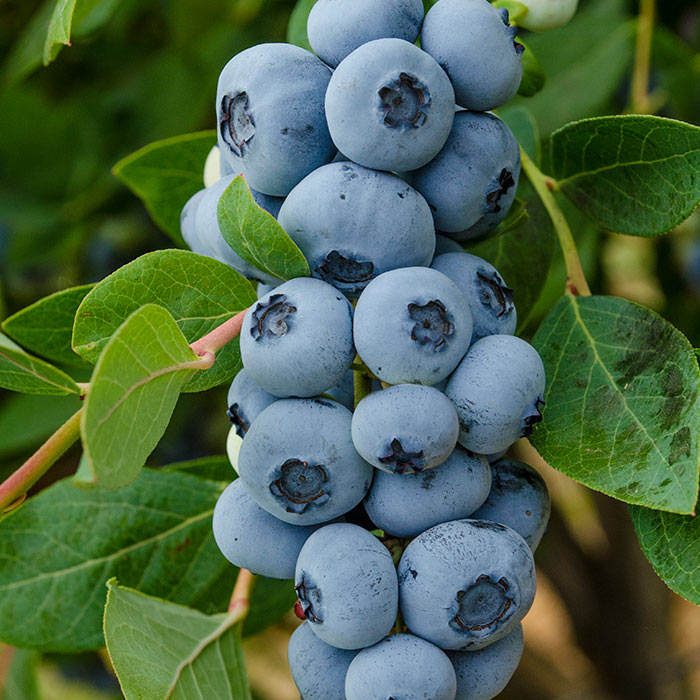 Blueberries