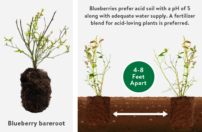 Blueberries bareroot