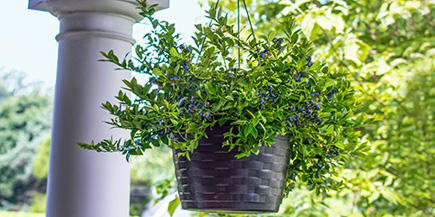 blueberries in container