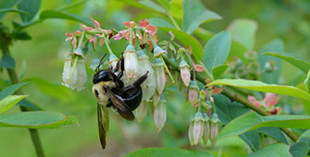 blueberries for cross-pollination