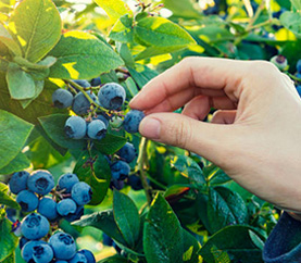 blueberry fruiting season