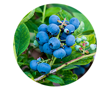 Ka-Bluey Blueberry