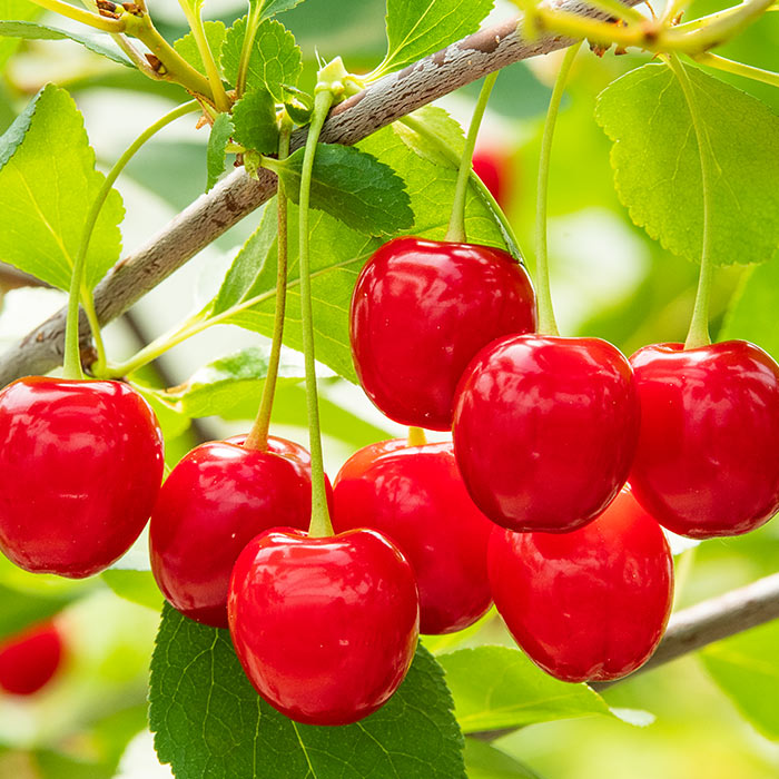 Cherries