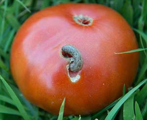 Tomato Fruitworms