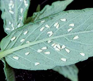 aphid damage on tomato plants
