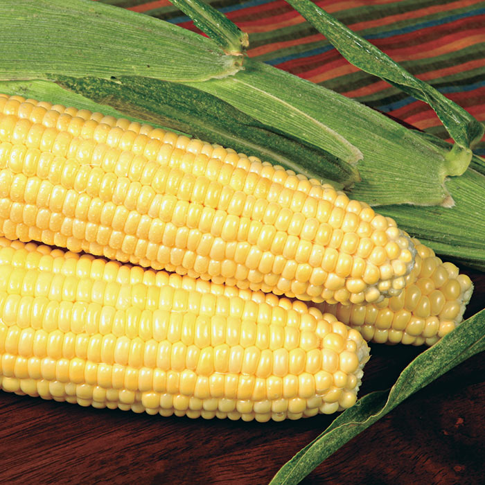 Corn