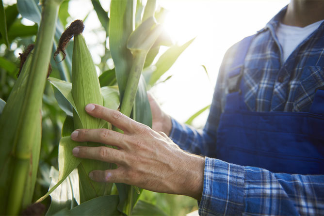 Picture of Corn Harvesting