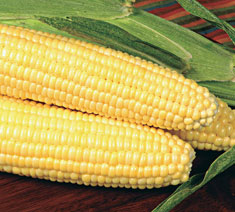 Picture of Sugary-Enhanced Corn Type
