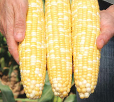 Picture of Augmented Super Sweet Hybrids Corn Type