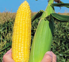 Picture of Synergistic Hybrids Corn Type