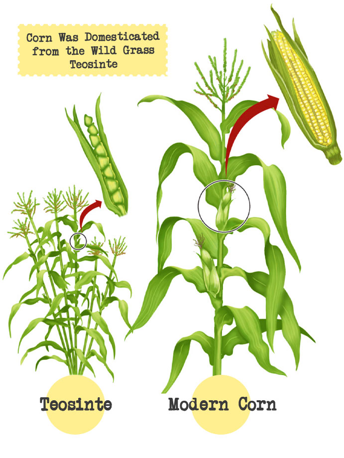 A Brief Corn History