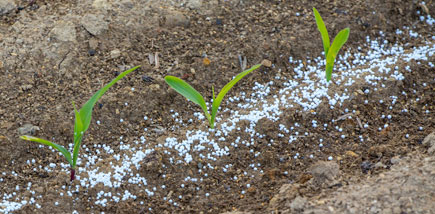 Picture of Corn Fertilizing