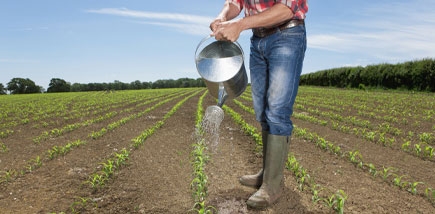 Picture of Corn Watering