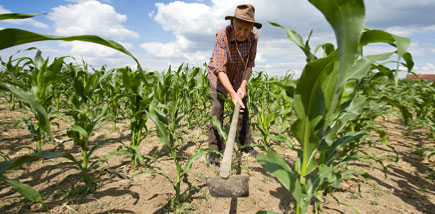 Picture of Corn Weeding