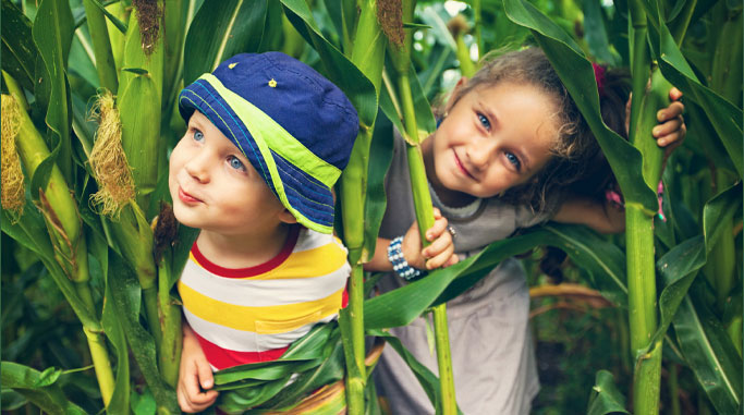 Ready to Grow Your Own Corn?