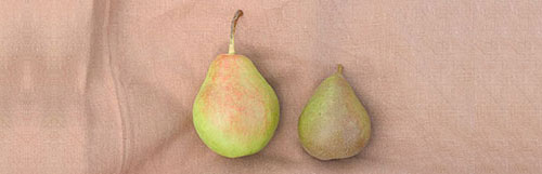 Sweet Pear