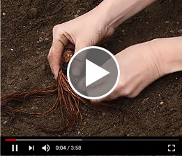 Asparagus Planting Guide Video