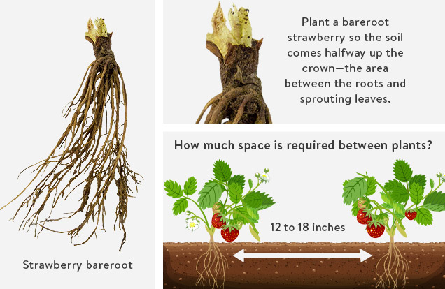 Strawberry Bareroot