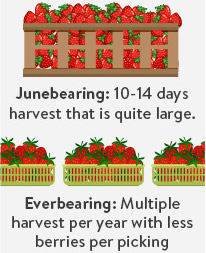 Junebearing And Everbearing Strawberries