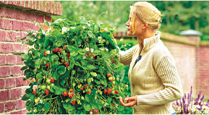 Grow And Enjoy Strawberries