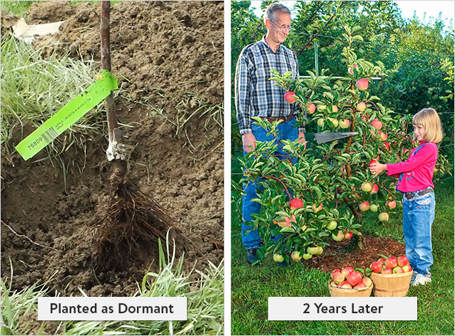 Growth of Dormant Plant