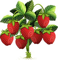 Junebearing Strawberries