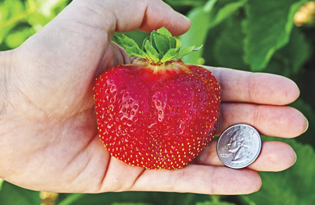 Whopper Strawberry