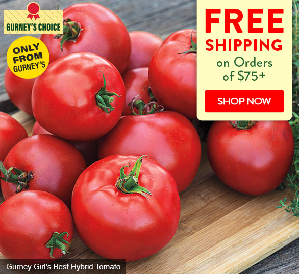 What is the Best Soil for Tomato Plants? - Gurney's