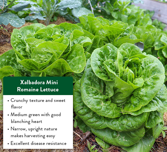 A carnation like no other + free shipping Gurney's