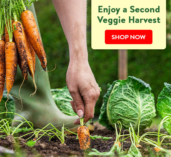 Seeds for late-season planting are available now Enjoy a Second Veggie Harvest 