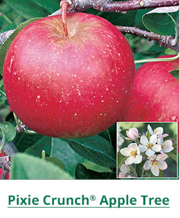 Gala Apple Tree  Gurney's Seed & Nursery Co.