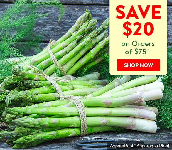 Grab Your Exclusive 20 Coupon at Gurney's Seed & Nursery Co. Today! 🌱