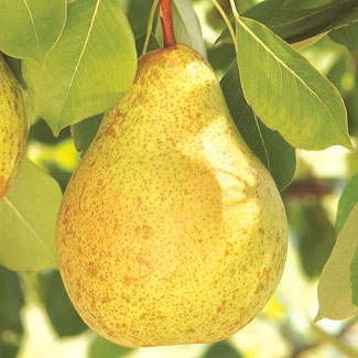 European Pear