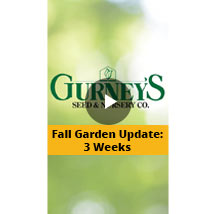 Fall Garden Update: 3 Weeks