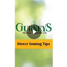 Direct Sowing Tips