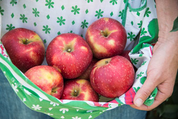 Picking trial apples from the orchard