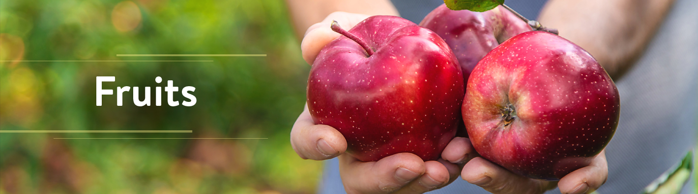 Seedless Red Canadice Grape  Gurney's Seed & Nursery Co.