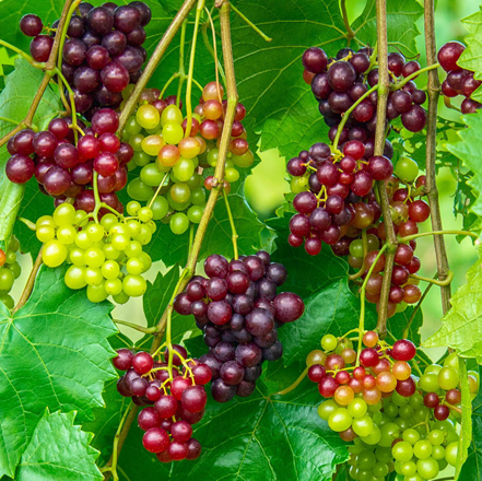 Grape Vines & Plants