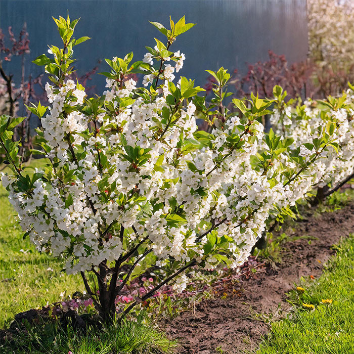 How to Plant Fruit Trees 