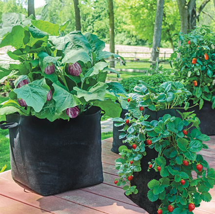 Container Gardening