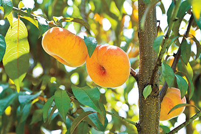 Peaches and Nectarines