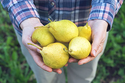 Pear Tree