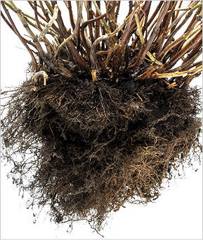 Shrub Root